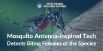 Mosquito-Antenna-inspired-Tech-Detects-Biting-Females-of-the-Species-.jpg