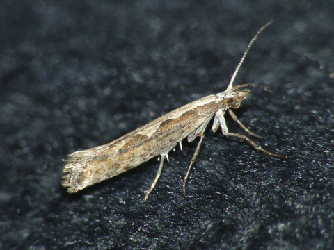 British Biotech Firm Releases GM Moths to Help Curb Crop Damage ...